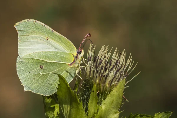 Zitronenfalter Flora Natur Und Insekten — Stockfoto