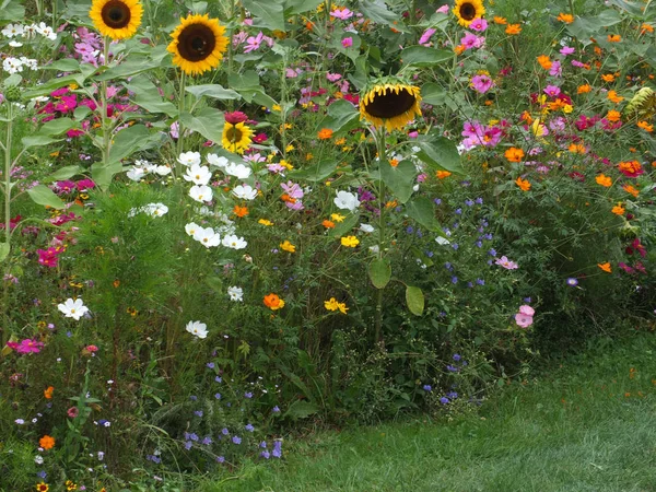 glorious colorful flower meadow with sunflowers in early september