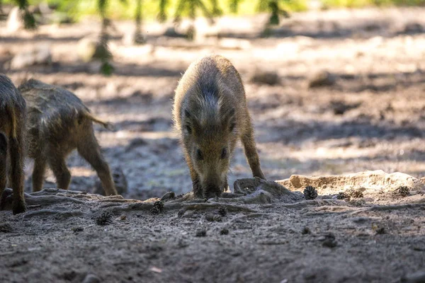 Sanglier Truie Dépérissement Forêt Coupe Blanc Apparence Cônes Pin Fouille — Photo