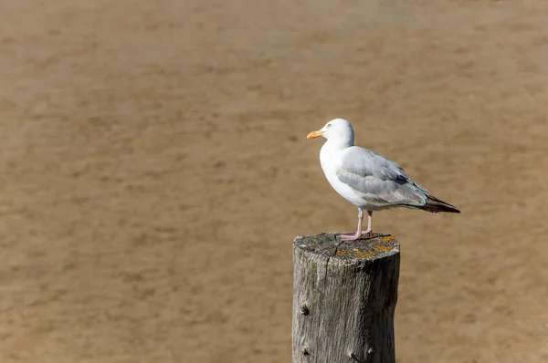 Seagull Laridae Beach Sea Sand Bird Wooden Post Water — Stock Photo, Image