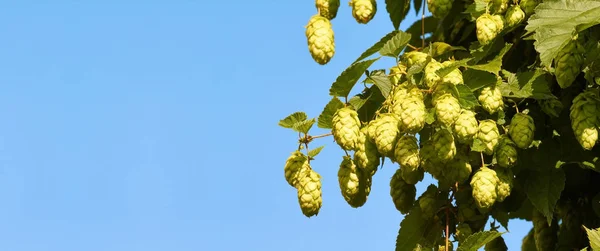 Umbels Του Λυκίσκου Είναι Πρώτες Ύλες Για Την Παραγωγή Μπύρας — Φωτογραφία Αρχείου