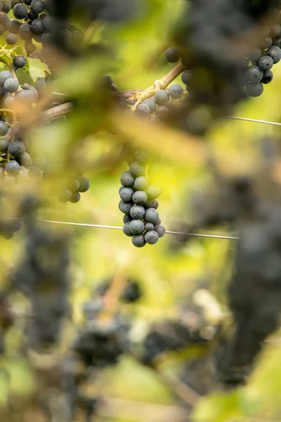 Blue Grapes Vitis Vinifera — Stock Photo, Image