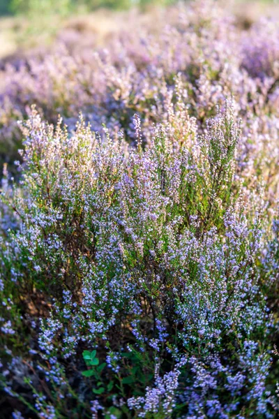 nature conservation landscape with heather blossom in autumn