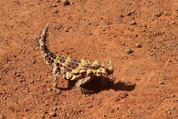 Törnig Djävul Norra Territoriet Australien — Stockfoto