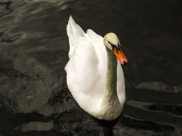 Білий Лебідь Плаває Чорному Озері — стокове фото