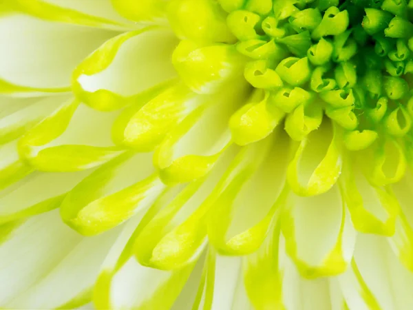 Extreme Blisko Makro Obraz Zielony Kwiat Chryzantemy Wszystko Lipa Zielona — Zdjęcie stockowe