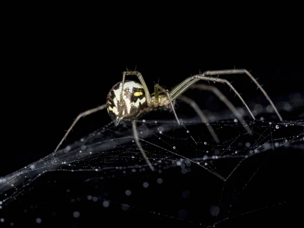 Spinne Auf Cobweb Mit Wassertropfen Aus Nächster Nähe — Stockfoto