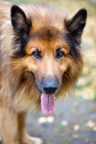 Колі Родовід Собака Тваринний Улюбленець — стокове фото