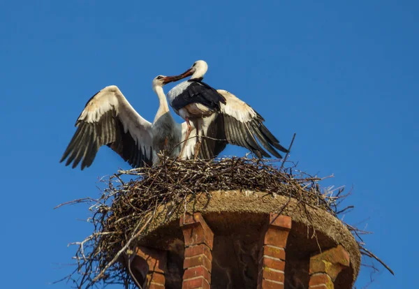 コウノトリ 長い足 長い首飾り鳥 — ストック写真