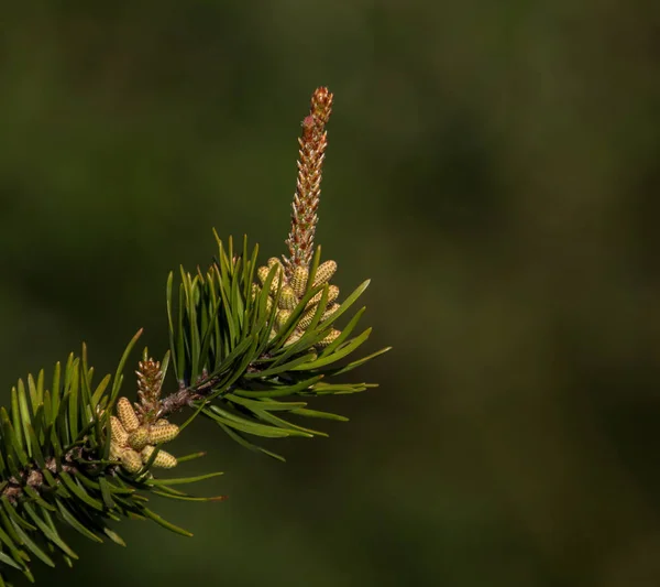 Egy Csipetnyi Fenyő — Stock Fotó