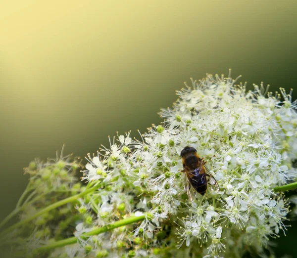 Včela Ráji Květin — Stock fotografie