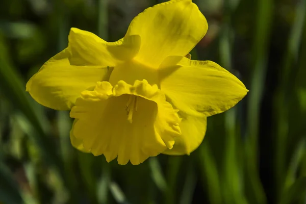 春の花の花びら ナルシスダフォディ — ストック写真
