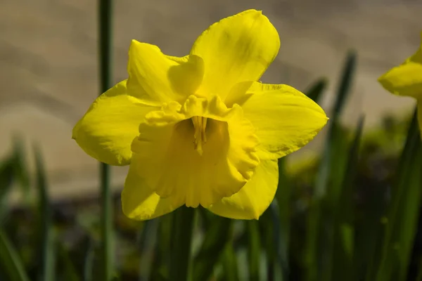 Lentebloemblaadjes Narcissus Narcis — Stockfoto