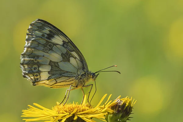 Vue Rapprochée Belle Exotique Faiblir — Photo