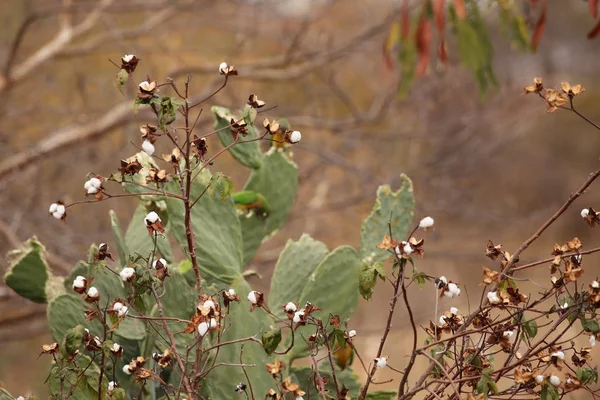 Cotton Plant Seeds — Stock Photo, Image