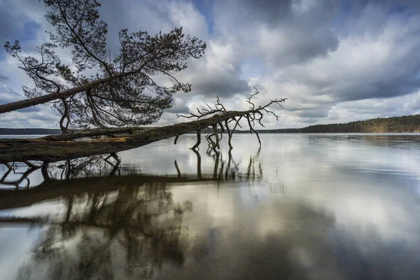 Fallen Trees Edge Lake Reflection Beautiful Clouds Water — Stock Photo, Image