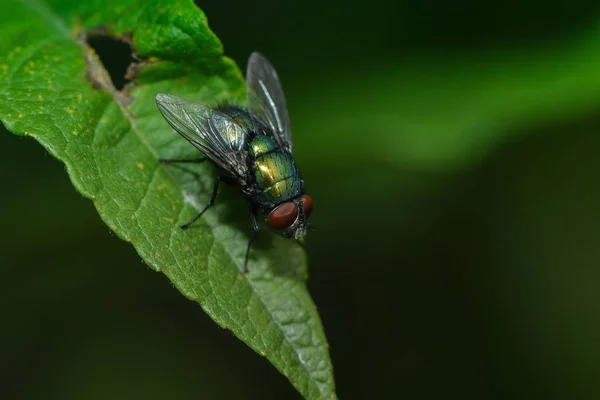 Primer Plano Error Naturaleza Salvaje — Foto de Stock