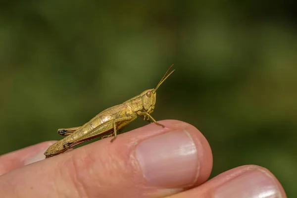 Çekirge Böceğinin Makro Görüntüsünü Kapat — Stok fotoğraf