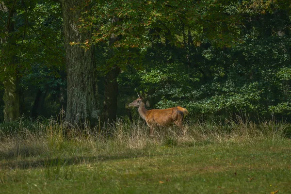 Cerfs Dans Clairière — Photo