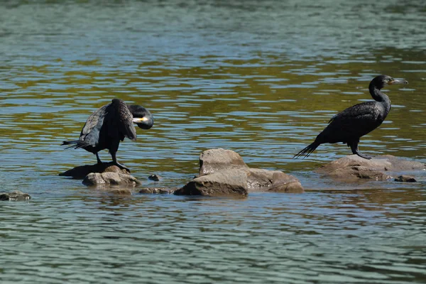 Kormoran Auf Dem Fluss Reinigt Seine Federn — Stockfoto