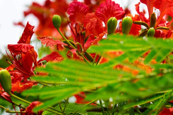 Árvore Chama Close Flor Vermelha Tropical — Fotografia de Stock