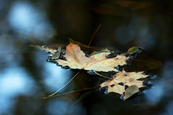 Herbstblatt Fließt Langsam Über Das Schwarze Und Dunkelblaue Blatt Ruhigen — Stockfoto