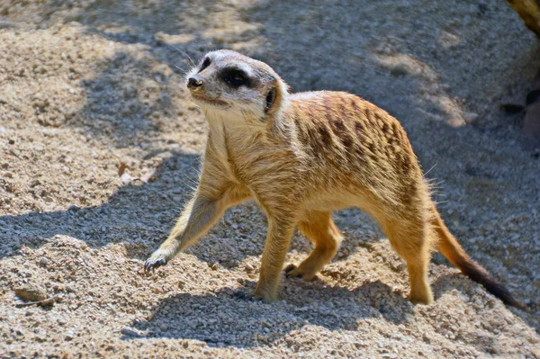 Primer Plano Los Animales Zoológico — Foto de Stock