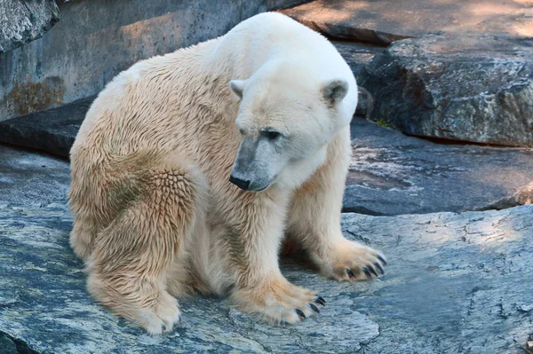 動物園での動物の閉鎖 — ストック写真