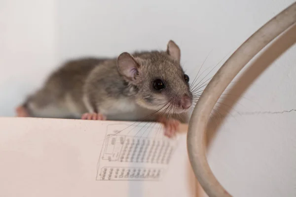 笼中老鼠 — 图库照片