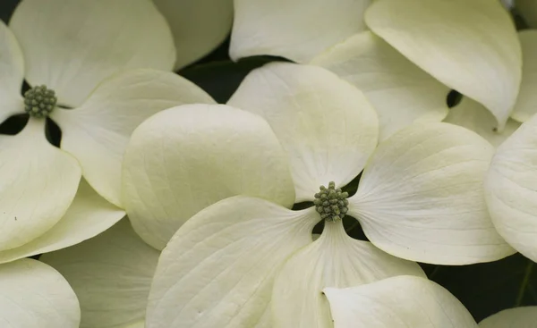 Dogwood Flower Pattern Can Used Wallpaper Background — Stock Photo, Image