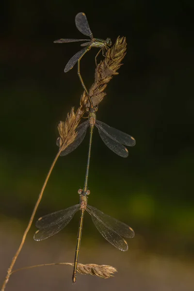 Detailní Makro Pohled Hmyz Vážky — Stock fotografie