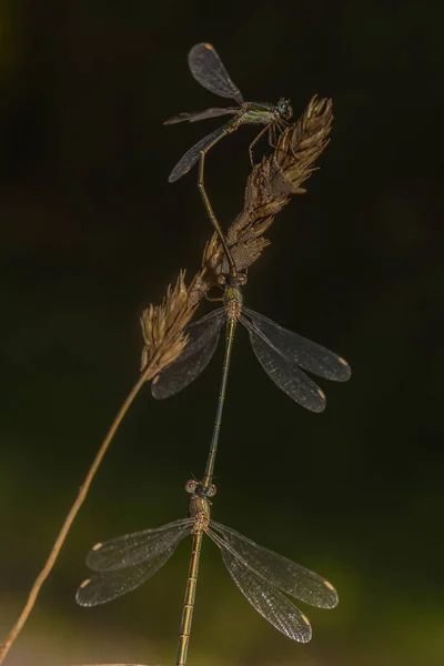 Yusufçuk Böceği Flora Fauna — Stok fotoğraf