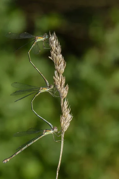 Odonata Λιβελούλα Στη Χλωρίδα Της Φύσης — Φωτογραφία Αρχείου