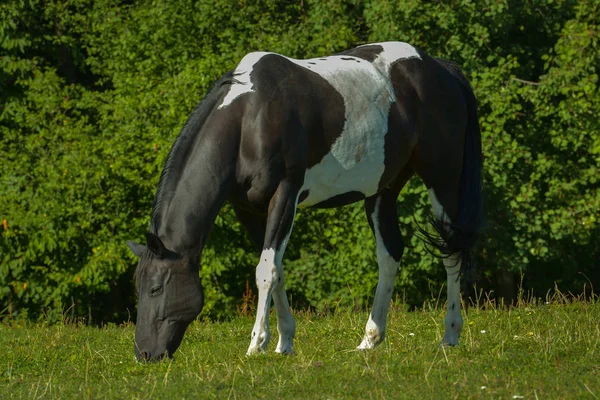 Fattoria Razza Animale Cavallo Campagna — Foto Stock