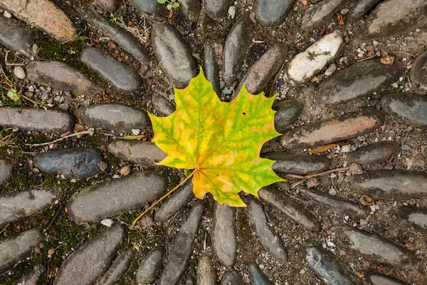 Hermoso Follaje Colorido Otoño —  Fotos de Stock