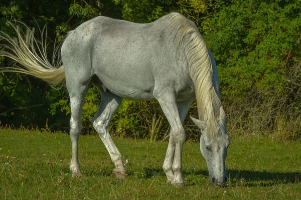 Racerene Husdyr Landskabshest - Stock-foto