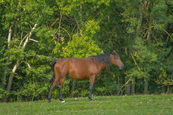 Fattoria Razza Animale Cavallo Campagna — Foto Stock