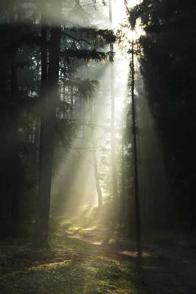 Forest Illuminated Sun Piercing Trees Stock Picture