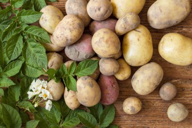 different potatoes as a natural life style for biologically healthy and vegetarian food as a plan view arranged with green leaves and flowers of potato plants as,wallpaper for summer,autumn and thanksgiving clipart