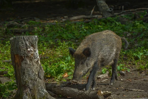 Babi Hutan Semak Belukar — Stok Foto