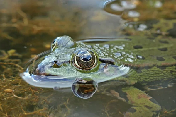 portrait of a pond frog (pelophylax esculentus)