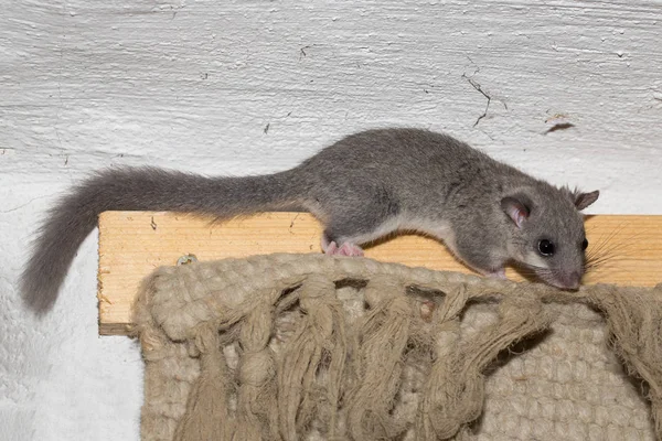 Eine Junge Maus Sitzt Auf Dem Boden — Stockfoto