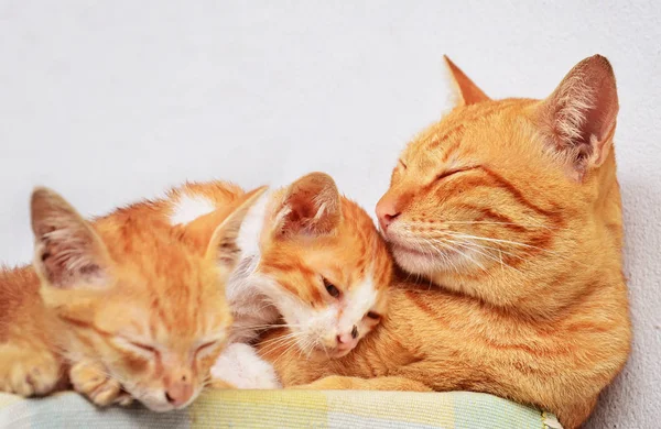 Tamkatter Selektivt Fokus — Stockfoto