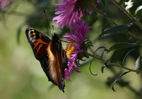 孔雀蝴蝶在自然界 动植物中的地位 — 图库照片