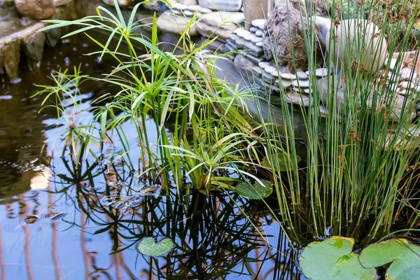 美しい石の壁と成長する植物と小さな装飾池 — ストック写真