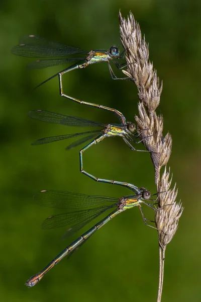 Detailní Makro Pohled Hmyz Vážky — Stock fotografie