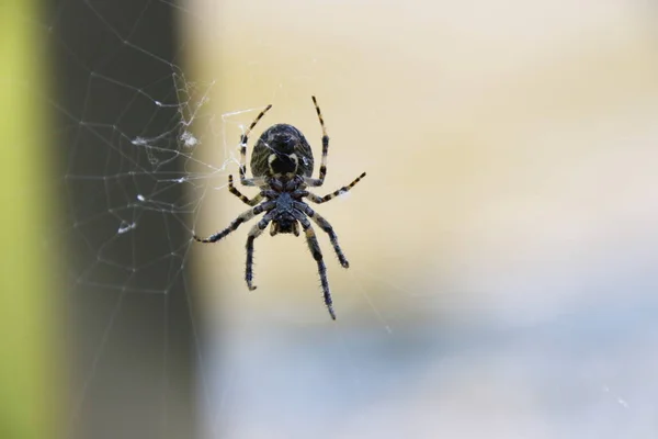 Ragno Trappola Insetti Animale — Foto Stock