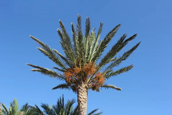 Palmier Avec Ciel Bleu — Photo