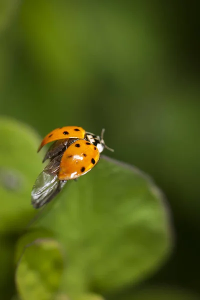 Ladybug Раскрывает Крылья Прикрыть Полет Краю Листа Сидя — стоковое фото