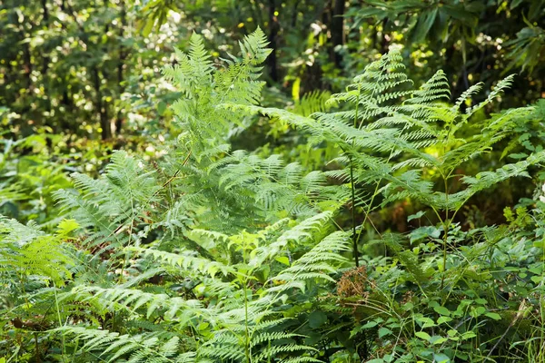 Grúas Verdes Una Madera Imagen Horizontal — Foto de Stock